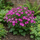 1 Senetti Pink Bicolour Live Flowering Plant, Bee Friendly, Outdoor Garden Ready, 6.5 Litre Root-Ball