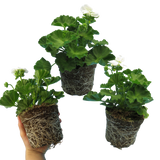 Set of 3 or 6 Large Plants - Pelargonium Toscana Smart Jenny, Ready to Plant in Your Garden