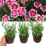 Set 3 or 6 Large Plants - Dianthus Pink Kisses, Ready to Plant in Your Garden