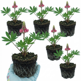 Set of 3 or 6 Lupin Legendary Rose Hardy Perennial Plants, Summer Flowering Cottage Garden Plants, Outdoor Garden Ready, 1 Litre Root-Ball