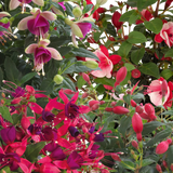 Fuchsia Diva Random Colour Mix