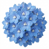 Set of 3 or 6 Delphinium Pacific Giants Blue Bird Hardy Perennial Plants, Tall Cottage Garden Flowers, Outdoor Garden Ready, 1 Litre Root-Ball