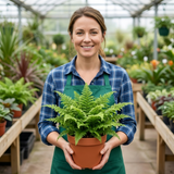 Set of 3 or 6 Soft Shield Fern Polystichum Plumosum Densum Plants, Hardy Evergreen Perennial, 1 Litre Root Ball