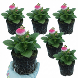 Set of 3 or 6 Garden Ready Plants – Calceolaria Calynopsis ‘Pink Bicolour’, Ready to Plant