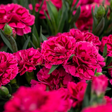 Set of 3 or 6 Large Plants - Dianthus Oscar Purple Wings, Outdoor Garden Ready