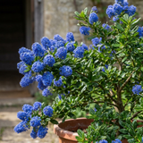 1 Ceanothus Concha, 7.5 Litre Californian Lilac, Blue Flowering Evergreen Shrub, Root-Ball