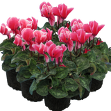 Cyclamen Bicolour Rouge Flame