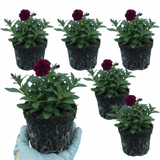 Set of 3 or 6 Lobelia Starship Burgundy Upright Hardy Perennial Plants, Outdoor Garden Ready, 1 Litre Root Ball