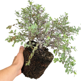 Pittosporum Bannow Bay