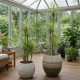 Variegated Dragon Tree Dracaena Marginata, 12cm & 1 Litre Pots