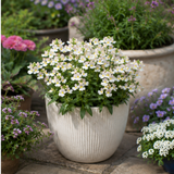 1 Large Plant - Nemesia Lady Mary, Ready to Plant in Your Garden, 5L Pot