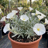 1 Convolvulus Cneorum Silver Bush Plant, Hardy Evergreen White Flowering Shrub, 2L Root-Ball