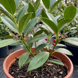 1 Aucuba Japonica Rozannie Plant, Hardy Evergreen Shrub, Outdoor Garden Ready, 3 Litre Root Ball