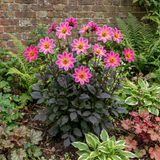 1 Large Plant - Dahlia Dahlegria Pink Flame, Ready to Plant in Your Garden, 3L