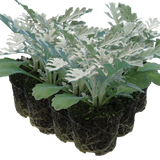 Cineraria Silverdust
