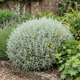 1 Santolina Chamaecyparissus Cotton Lavender Plant, Drought Tolerant Hardy Evergreen Shrub, 2L Root-Ball