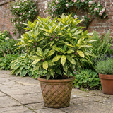 1 Aucuba Japonica Crotonifolia Spotted Laurel, Hardy Evergreen Garden Shrub, 2 Litre Root-Ball