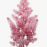 1 Tiarella Pink Skyrocket Plant, Hardy Foam Flower Perennial for Shade Gardens, 2 Litre Root-Ball