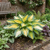 Set of 3 or 6 Large Hosta Plants - Paul's Glory Plantain Lily, Ready to Plant in Your Garden
