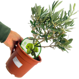 Mini Olive Bush