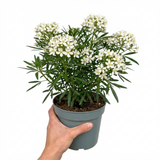 1 Large Plant - Choisya Snow Flurries, Ready to Plant in Your Garden, 3L Pot