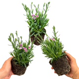 Set 3 or 6 Large Plants - Dianthus Pink Kisses, Ready to Plant in Your Garden