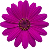 1 Senetti Pericallis Pop Magenta Live Plant, Outdoor Summer Bedding Flowers, 17cm Root-Ball