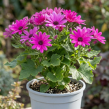 1 Senetti Magenta Pericallis Daisy Plant, Summer Flowering, Outdoor Garden Ready, 6.5 Litre Root-Ball