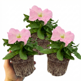 Set of 3 or 6 Large Plants - Petunia Express Apple Blossom, Outdoor Garden Ready