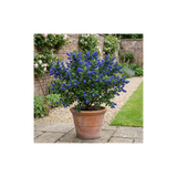 1 Ceanothus Victoria Plant, Hardy Evergreen Blue Flowering Shrub, Outdoor Garden Ready, 3 Litre Root-Ball