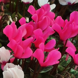 Cyclamen Silver Leaf Magenta 10.5cm