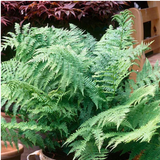 Male Fern