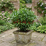 1 Aucuba Japonica Rozannie Plant, Hardy Evergreen Shrub, Outdoor Garden Ready, 3 Litre Root Ball