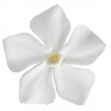 1 Vinca Minor Gertrude Jekyll Plant, Hardy Evergreen Periwinkle Ground Cover, 17cm Root-Ball
