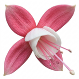 1 Fuchsia Alice Hoffman Hardy Perennial Flowering Plant, Outdoor Garden Ready, 3 Litre Root-Ball