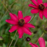 Cosmos Cherry Chocolate