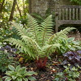 Set of 3 or 6 Lady Fern Athyrium Lady in Red Hardy Perennial Plants, Shade Garden Ready, Outdoor Fern, 11cm or 1L Root Ball