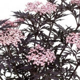 1 Sambucus Nigra Black Lace Elderberry Plant, Outdoor Hardy Perennial Garden Shrub, 3 Litre Root Ball