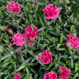 Set of 3 or 6 Large Plants - Dianthus Oscar Purple Wings, Outdoor Garden Ready
