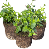Set of 3 or 6 Large Plants - Nemesia Nuvo Pink Bicolour, Ready to Plant in Your Garden