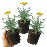 Set of 3 or 6 Achillea Cloth of Gold Yarrow Plants, Hardy Perennial, Bee Friendly Garden Flowers, Outdoor Garden Ready, 1 Litre Root-Ball