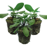 Set of 3 or 6 Large Herb Plants - Sage Grower’s Mix, Ready to Plant in Your Garden, 1L