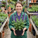 1 Salvia East Friesland Perennial Plant, Bee Friendly Purple Flowers, Garden Ready, 17cm/2L Root Ball