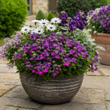1 Large Plant - Nemesia Lady Lisa, Ready to Plant in Your Garden, 5L Pot