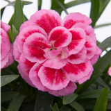 Set of 3 or 6 Large Plants - Dianthus Oscar Pink Purple, Outdoor Garden Ready