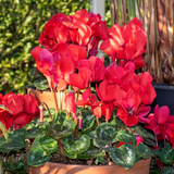 Cyclamen Silver Leaf Scarlet 10.5cm