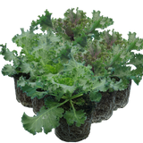 Ornamental Cabbage Growers selection