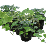 Ivy Growers Selection
