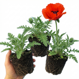 Set of 3 or 6 Papaver Orientale Brilliant Red Poppy Plants, Hardy Perennial, Outdoor Garden Ready, 1 Litre Root-Ball