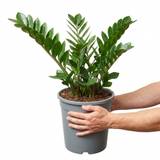 1 Zamioculcas Zamifolia ZZ Plant, Low Maintenance Indoor Houseplant, 5 Litre Root Ball